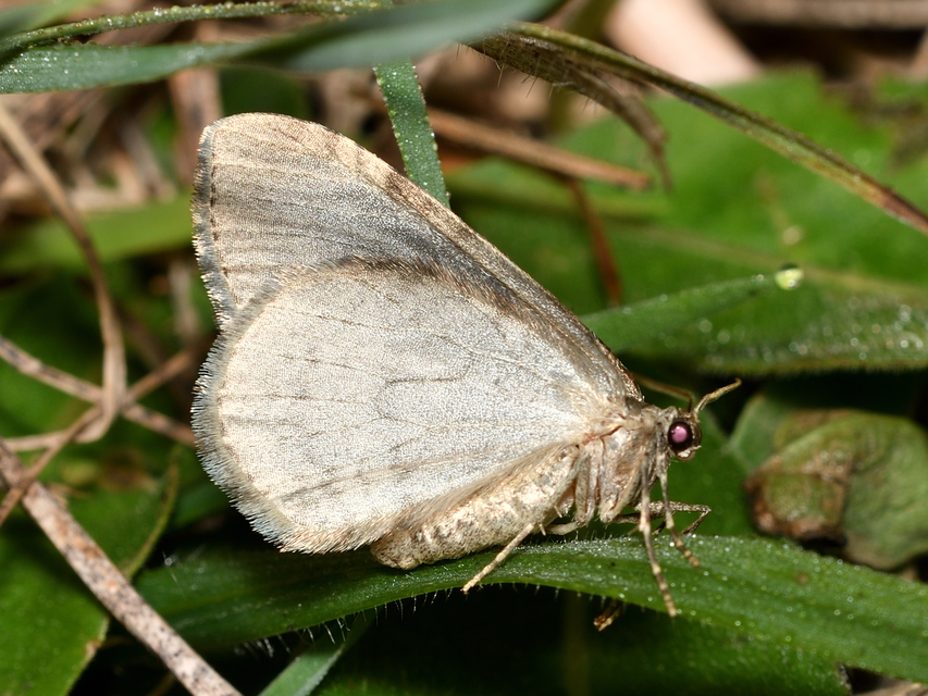 Epirrita christyi/dilutata