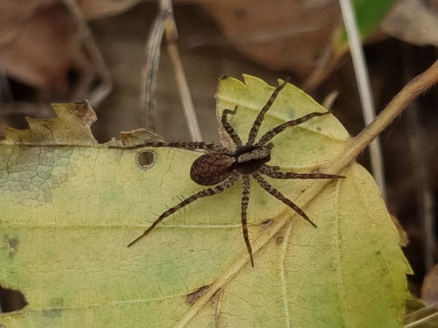 Pardosa alacris/lugubris