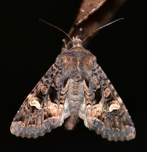 Rileyiana fovea - zörgőbagoly