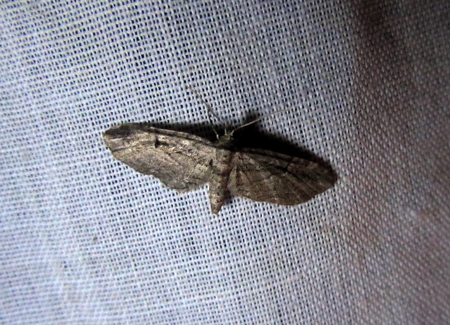 Eupithecia ericeata - feketefenyő-törpearaszoló