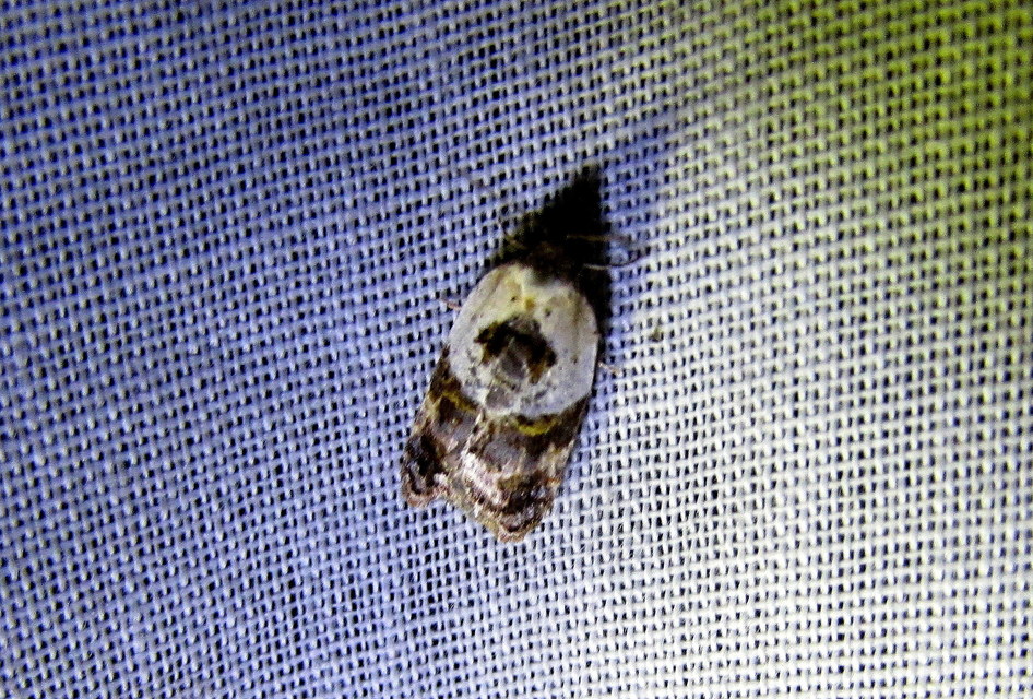 Acleris variegana - tarka levélmoly