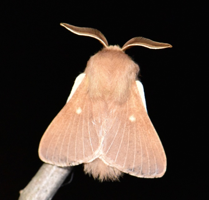 Eriogaster rimicola - vörhenyes gyapjasszövő