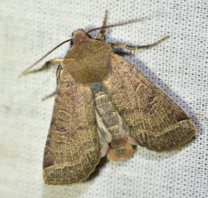Conistra veronicae - veronika-őszibagoly
