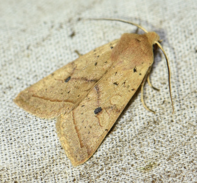 Leptologia macilenta - gyertyán-őszibagoly