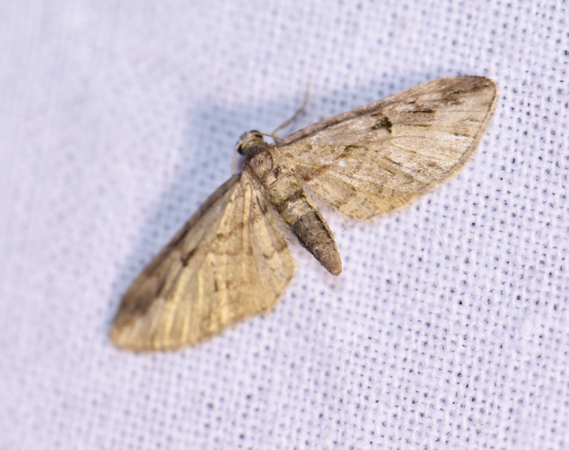 Eupithecia ericeata - feketefenyő-törpearaszoló