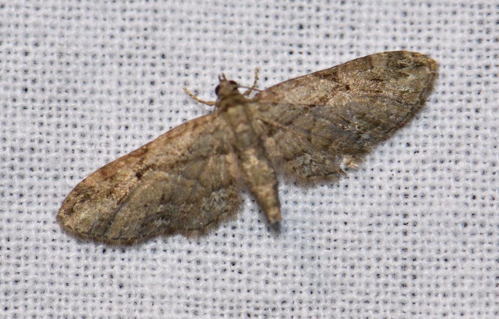 Eupithecia ericeata - feketefenyő-törpearaszoló