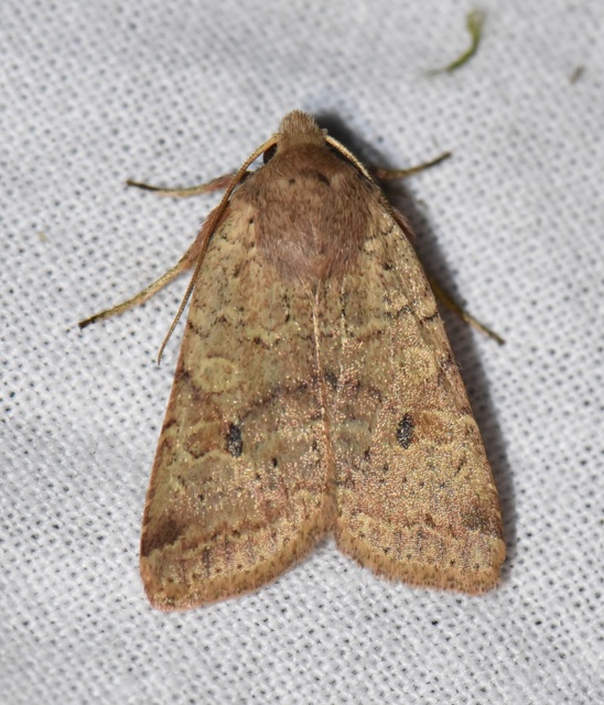 Propenistra laevis - könnyű őszibagoly
