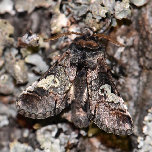 Diloba caeruleocephala - őszi kékesbagoly