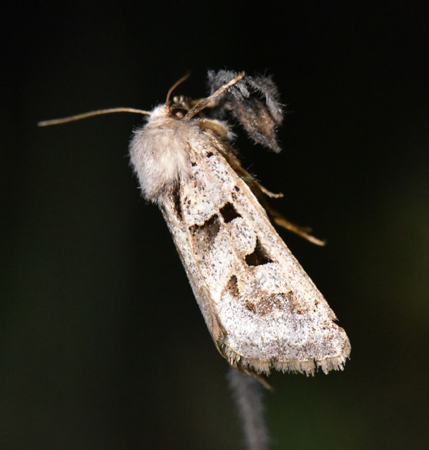 Episema tersa - hármasjegyű liliombagoly