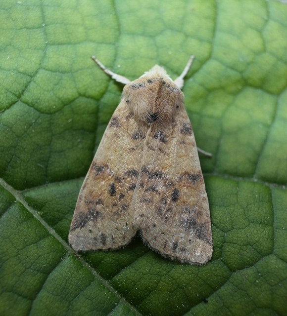 Cirrhia gilvago - foltos sárgabagoly