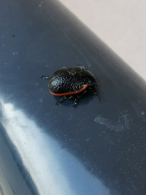 Chrysolina kuesteri - ráncos szegélyeslevelész