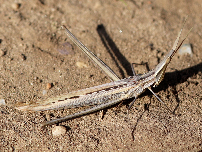 Acrida ungarica - sisakos sáska