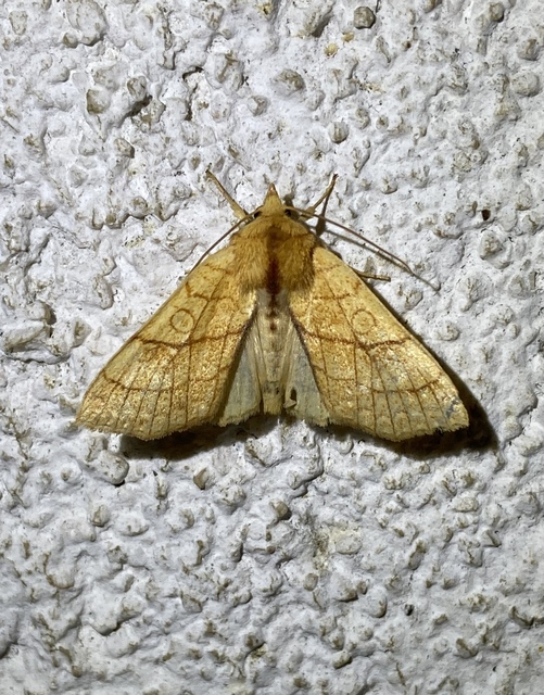 Tiliacea citrago - citromszínű sárgabagoly