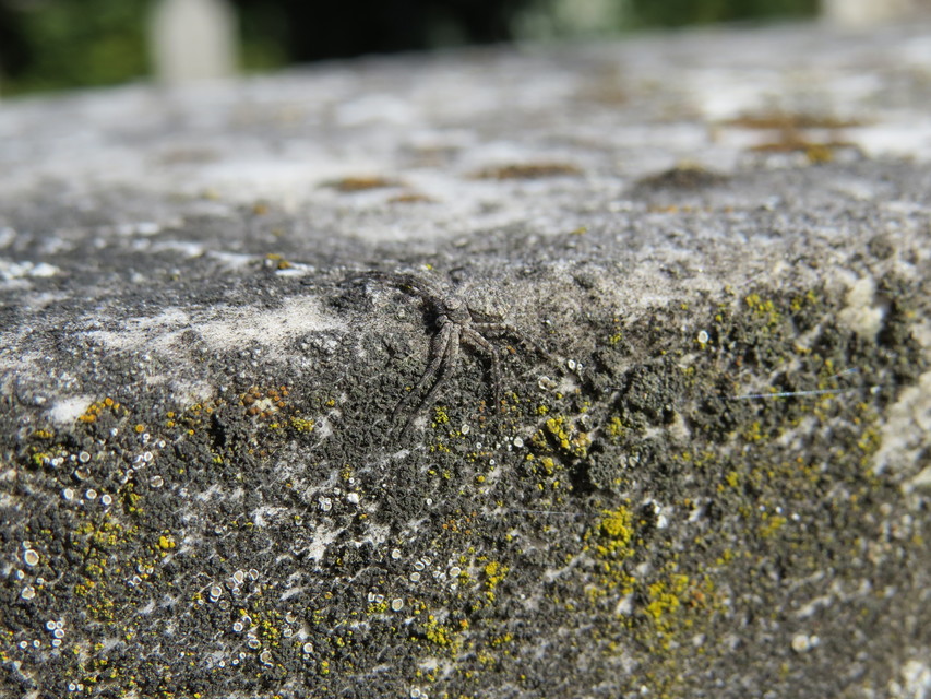 Philodromus margaritatus - bükkfa-fürgekarolópók