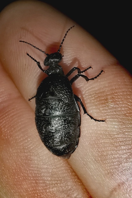 Meloe rugosus - ráncos nünüke