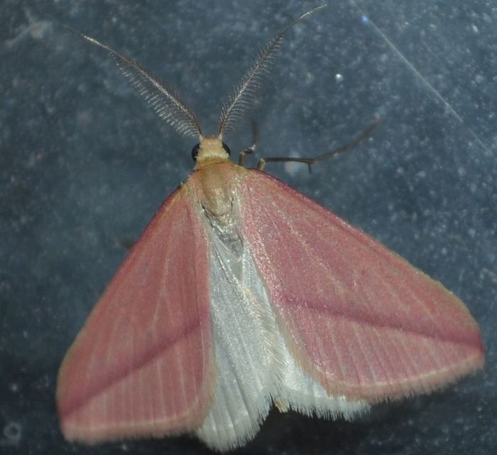 Rhodometra sacraria - rózsacsíkos araszoló