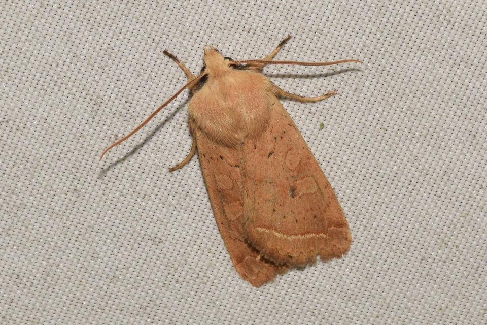 Leptologia macilenta - gyertyán-őszibagoly