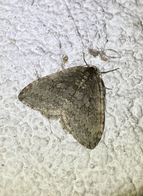 Epirrita christyi/dilutata