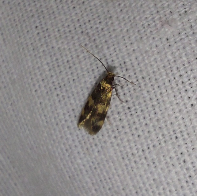 Oegoconia