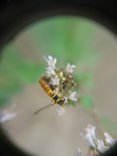 Sphaerophoria