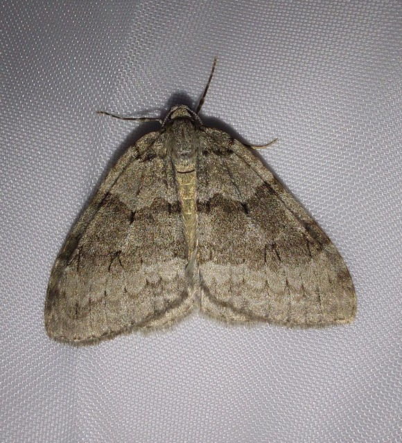 Epirrita christyi/dilutata