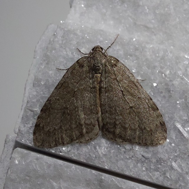 Epirrita christyi/dilutata