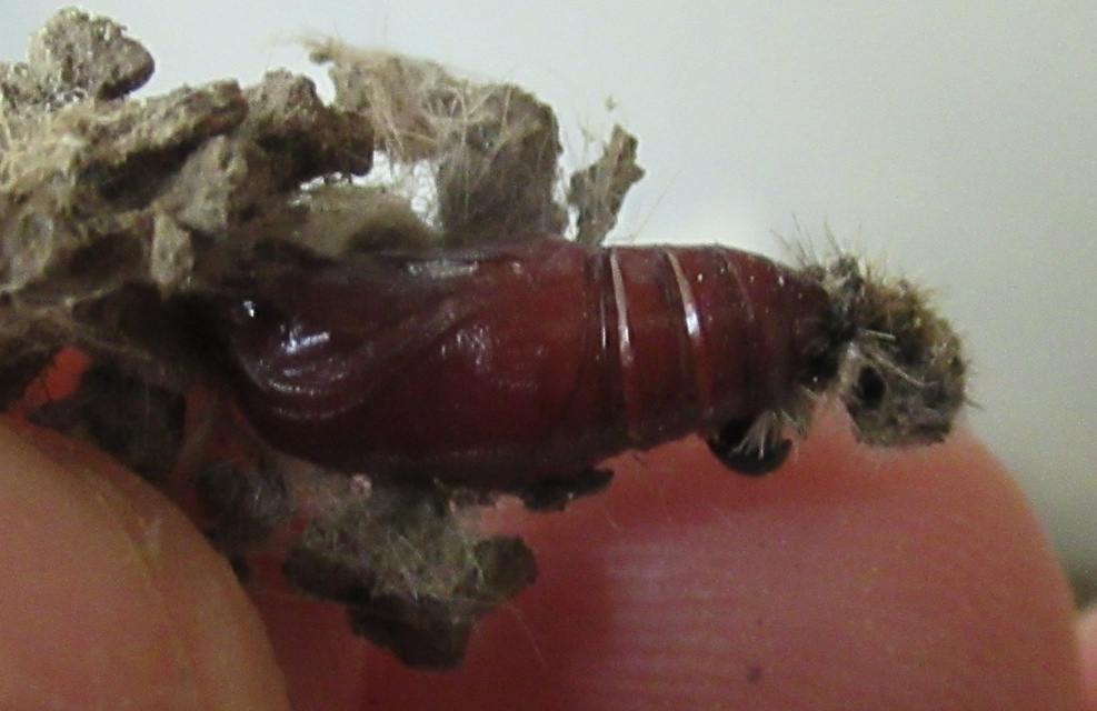 Hyphantria cunea - amerikai fehér medvelepke