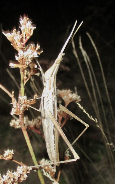 Acrida ungarica - sisakos sáska