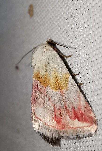 Eublemma purpurina - bíboros törpebagoly