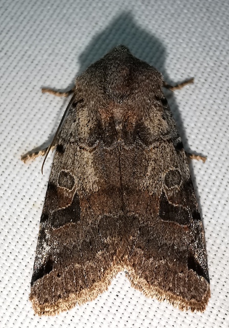 Anchoscelis litura - tarka őszibagoly