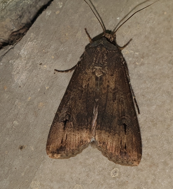 Agrotis ipsilon - nagy földibagoly