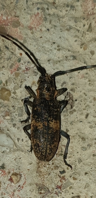 Monochamus galloprovincialis pistor - foltos fenyvescincér