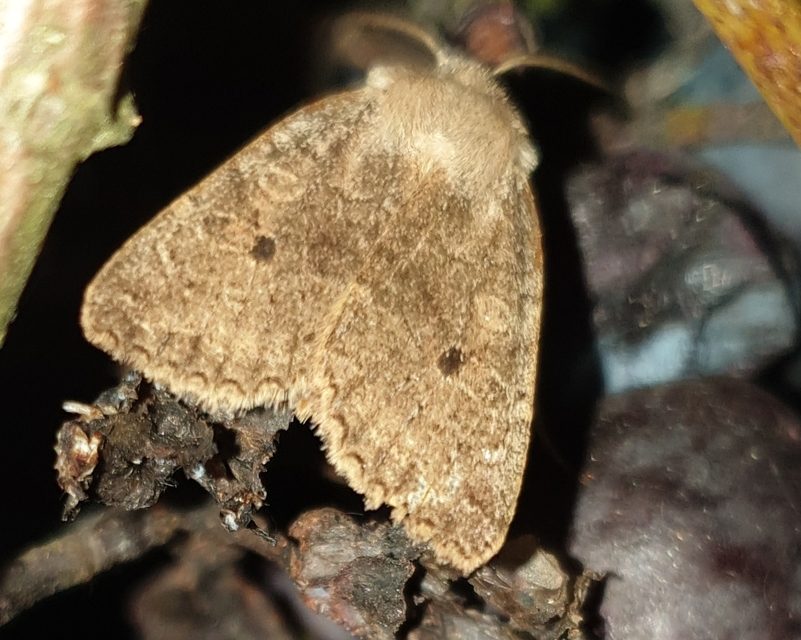 Propenistra laevis - könnyű őszibagoly