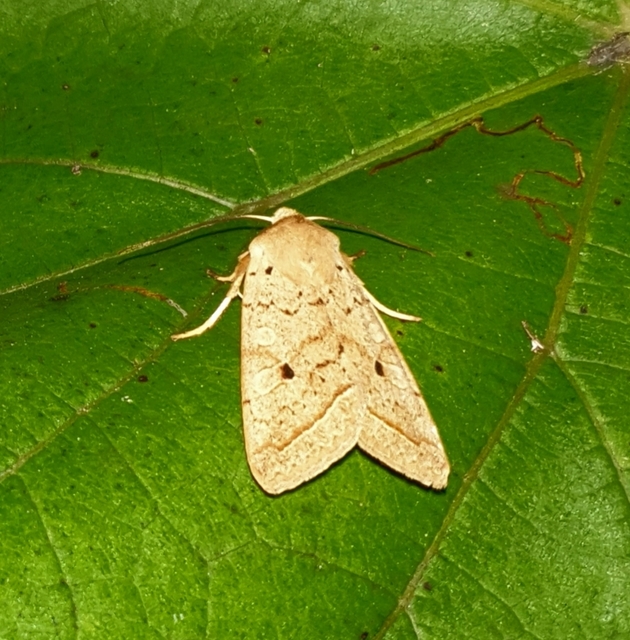 Leptologia macilenta - gyertyán-őszibagoly