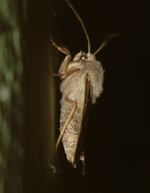 Anchoscelis litura - tarka őszibagoly