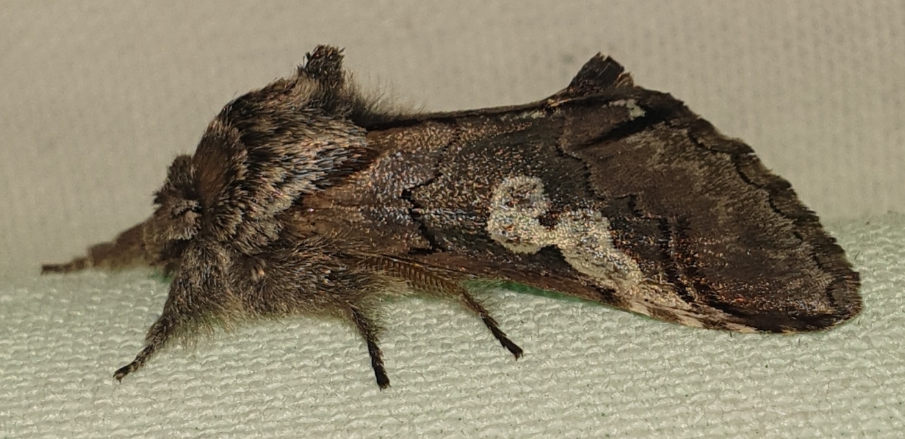 Diloba caeruleocephala - őszi kékesbagoly