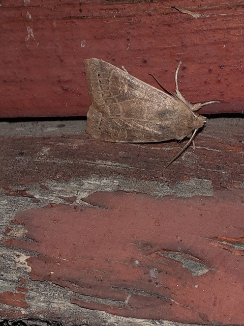 Cirrhia ocellaris - fakó sárgabagoly