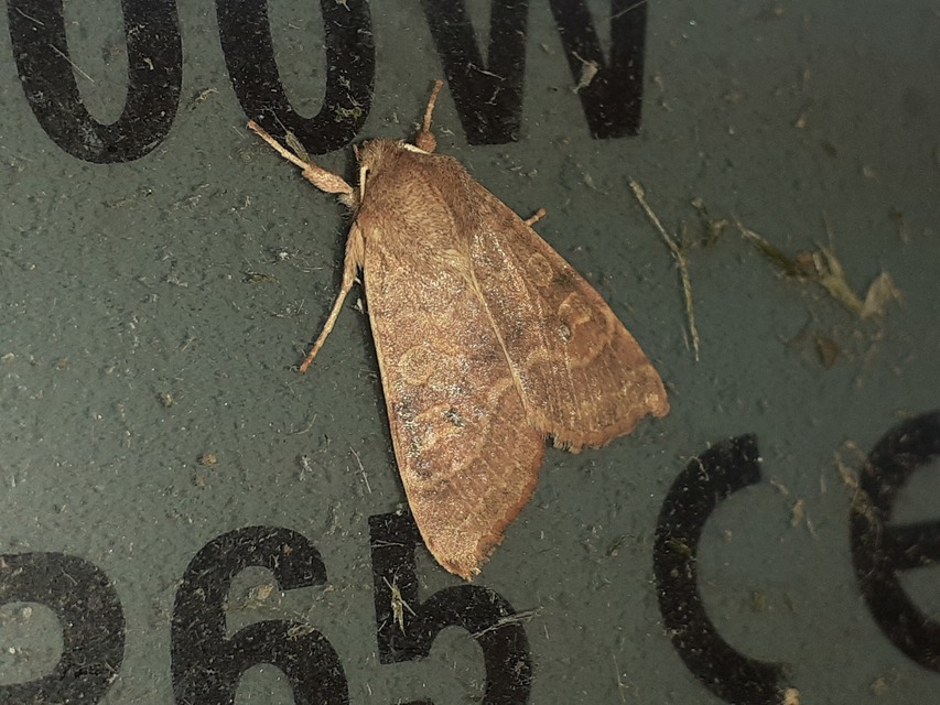 Cirrhia ocellaris - fakó sárgabagoly
