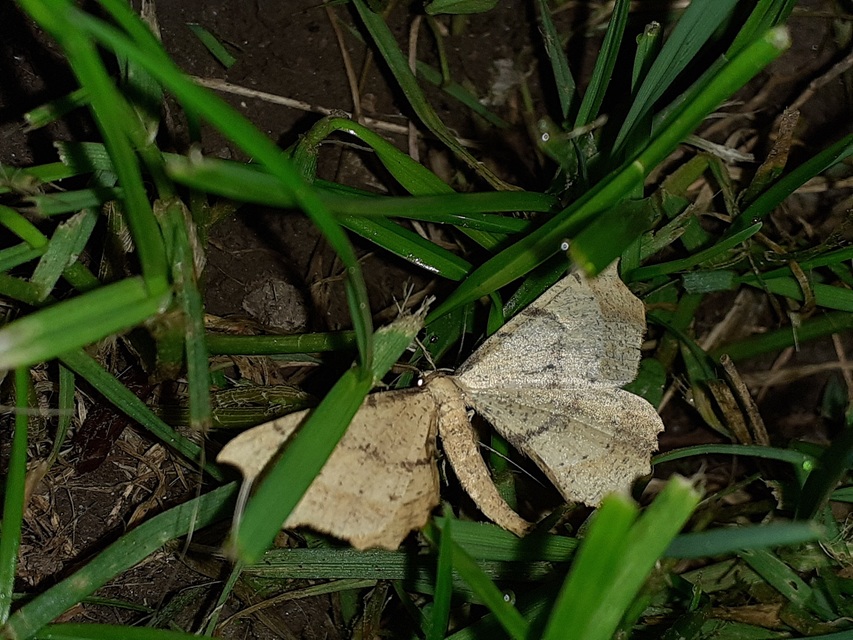 Artiora evonymaria - kecskerágó-araszoló