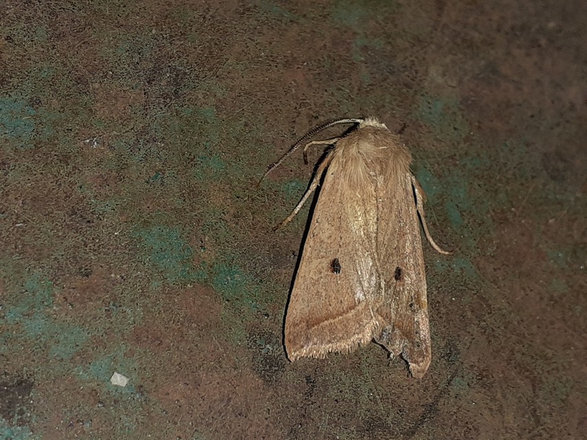 Leptologia macilenta - gyertyán-őszibagoly
