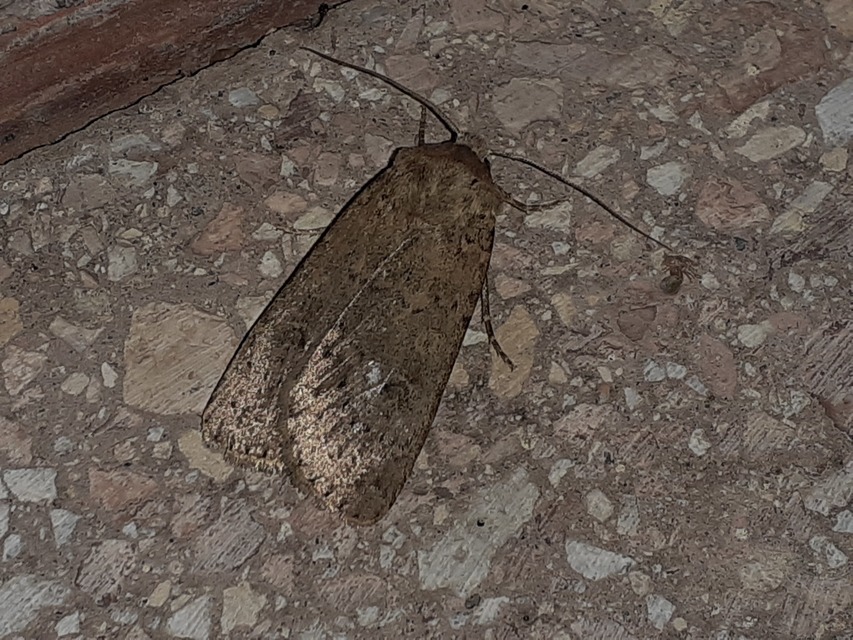 Rhyacia simulans - hamvas földibagoly