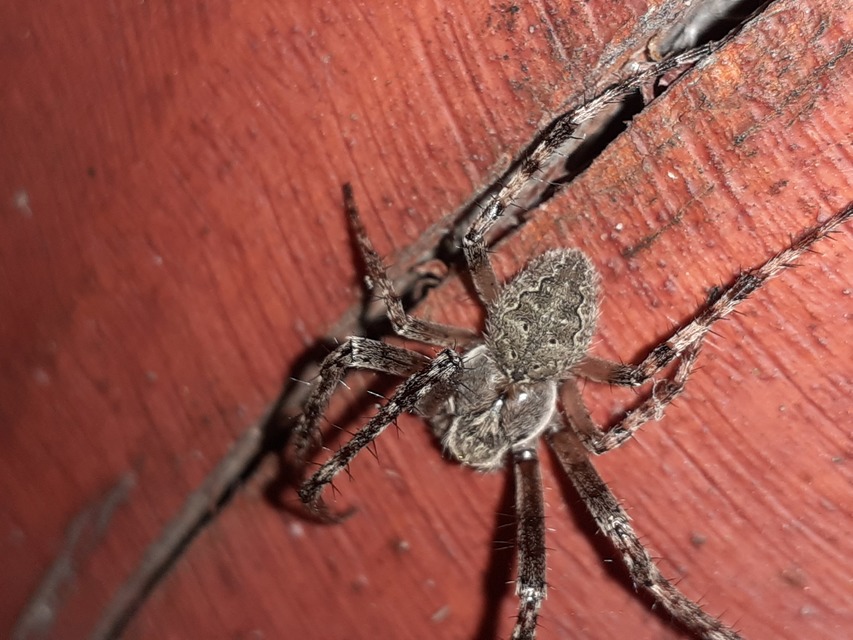 Larinioides ixobolus - ereszalji keresztespók