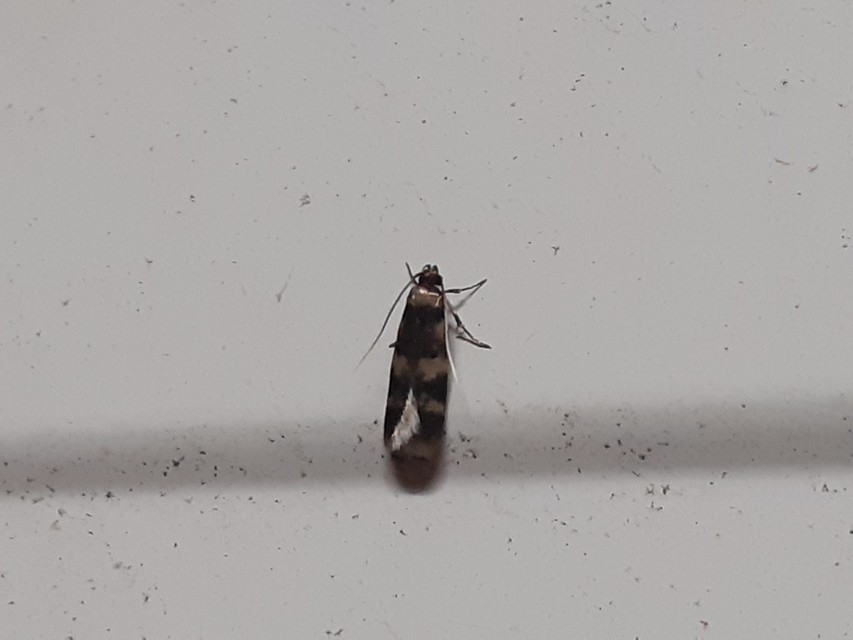Oegoconia
