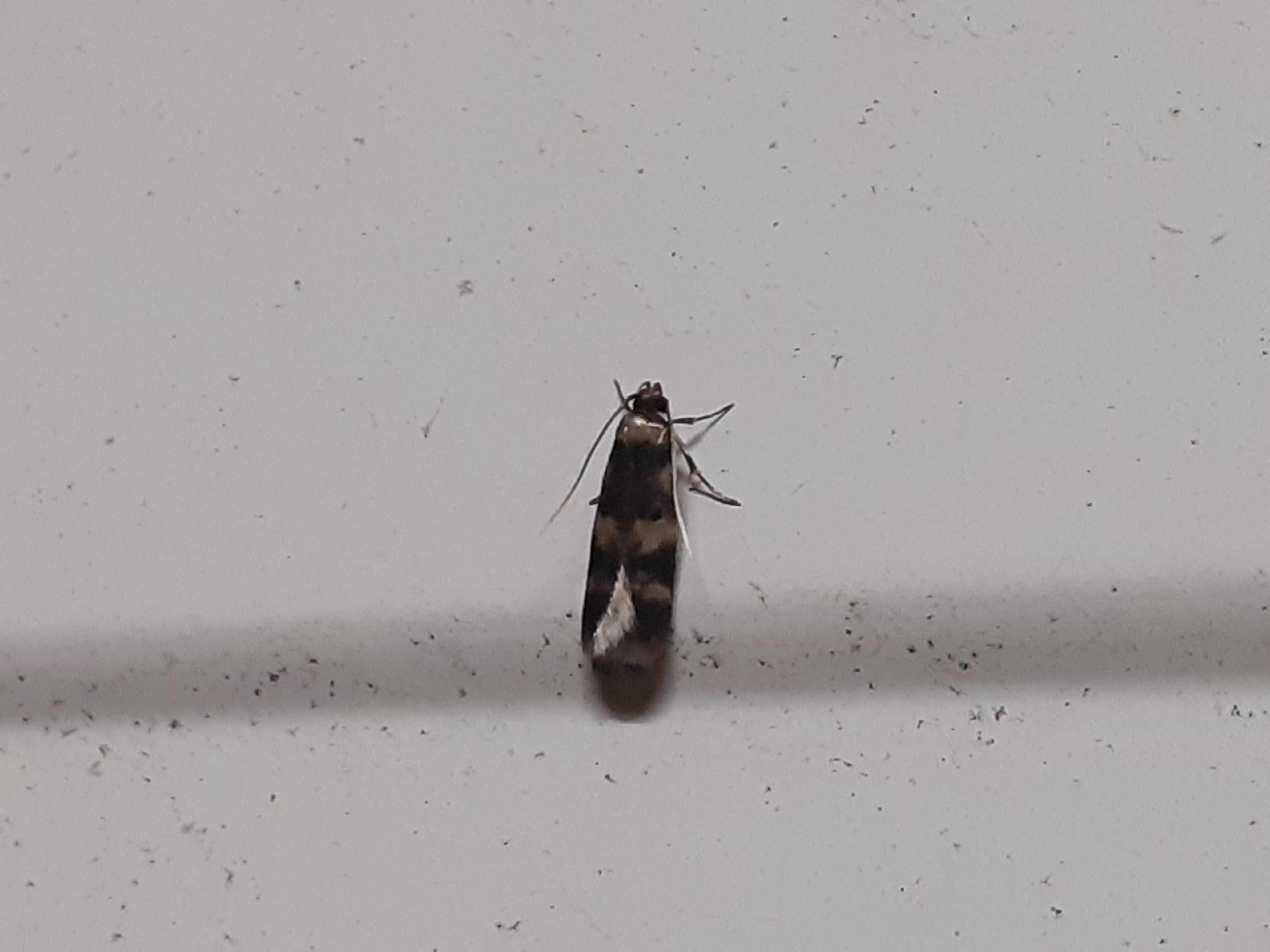 Oegoconia