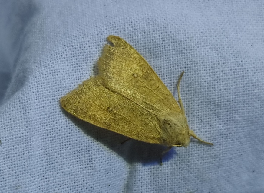 Cirrhia ocellaris - fakó sárgabagoly
