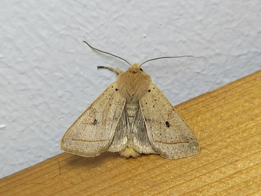 Leptologia macilenta - gyertyán-őszibagoly
