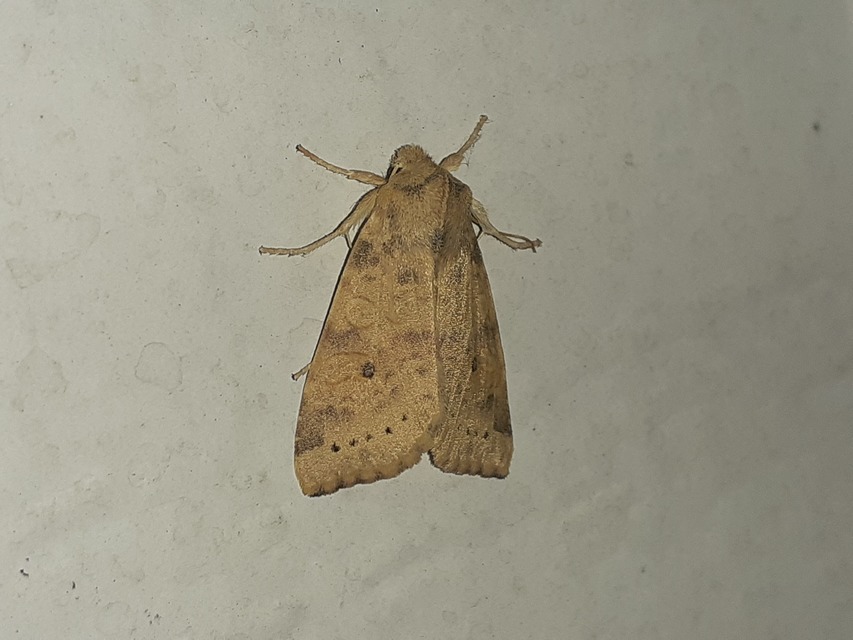 Cirrhia ocellaris - fakó sárgabagoly