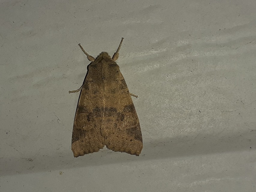Cirrhia ocellaris - fakó sárgabagoly