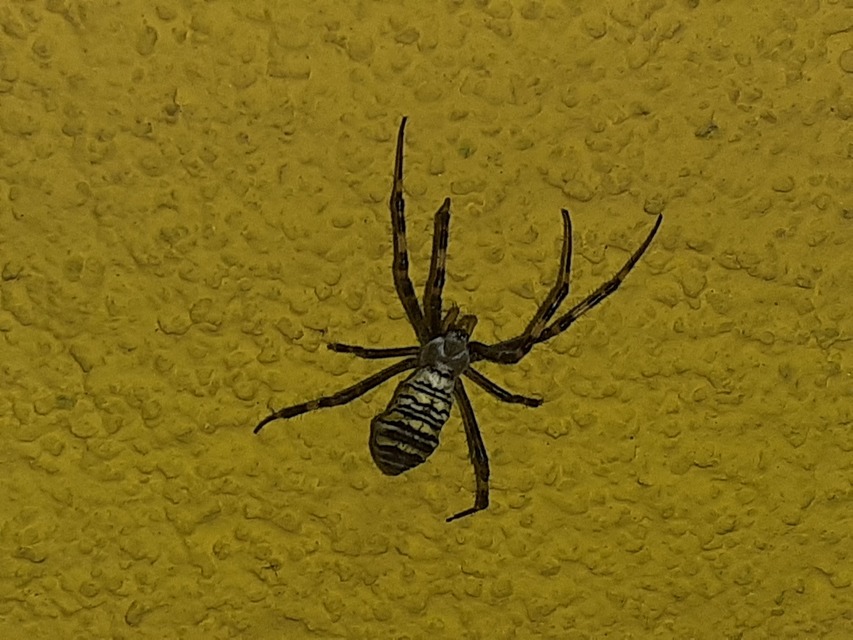 Argiope bruennichi - darázspók