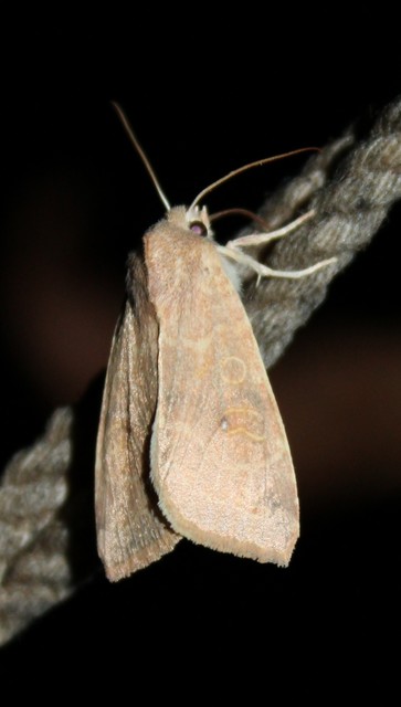 Cirrhia ocellaris - fakó sárgabagoly